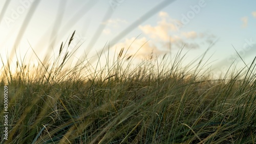 фотографія A closeup shot of blades of grass in the wind near a beach shore