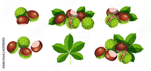 
Set of fresh chestnuts in cartoon style. Vector illustration of beautiful whole and peeled green thorny and brown chestnuts, leaves isolated on white background.