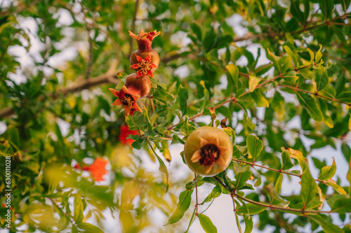 Pomegranate fruits on a pom...