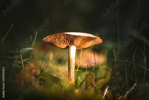 Closeup of a fool's funnel mushroom growing in a field with a blurry background