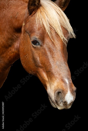 Beautiful portrait of a horse with a black background