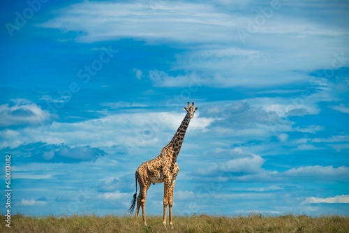 Giraffe in Masai Mara National Reserve on a cloudy sky background