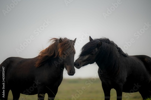 two horses standing together in the field near each other with hair blowing