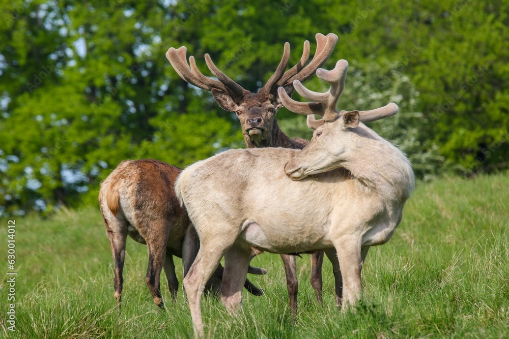Majestic deer stand side-by-side in a lush grassy meadow surrounded by a picturesque landscape Majestic deer stand side-by-side in a lush grassy meadow surrounded by a picturesque landscape