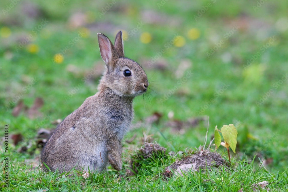 Fototapeta premium Closeup shot of a rabbit resting in a grassy field