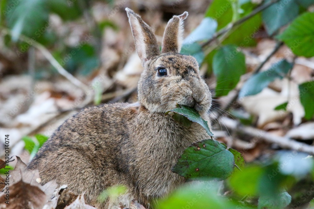 Obraz premium Closeup shot of a rabbit resting in a grassy field