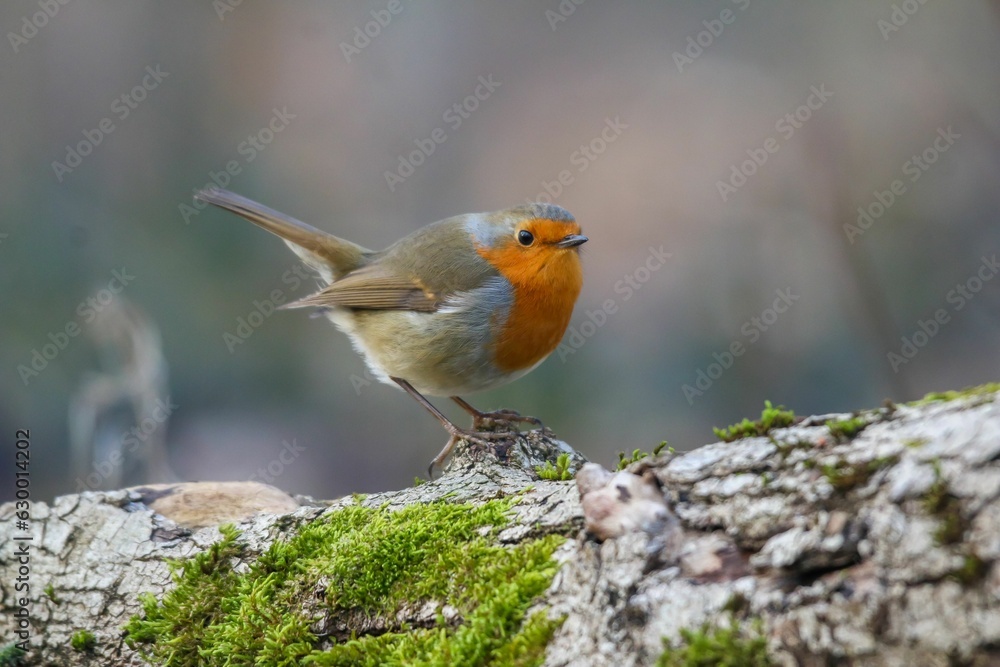 Closeup of a robin (Erithacus rubecula) on a tree trunk against a blurred background Closeup of a robin (Erithacus rubecula) on a tree trunk against a blurred background