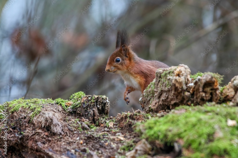 Closeup of a common squirrel (Sciurus vulgaris) on a trunk of a tree against a blurred background Closeup of a common squirrel (Sciurus vulgaris) on a trunk of a tree against a blurred background
