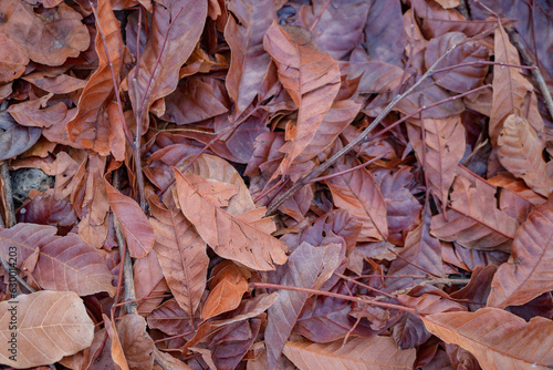 texture background of dry leaf when fall season. Photo is suitable to use for nature background, botanical poster and nature content.