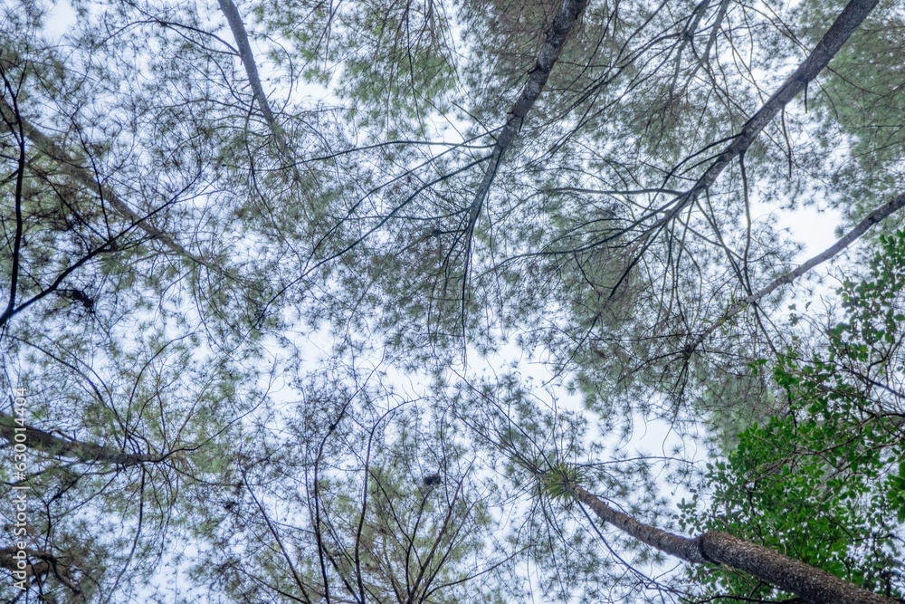 Fototapeta premium Pine forest when springtime that on the track for hiking mountain. The photo is suitable to use for adventure content media, nature poster and forest background.