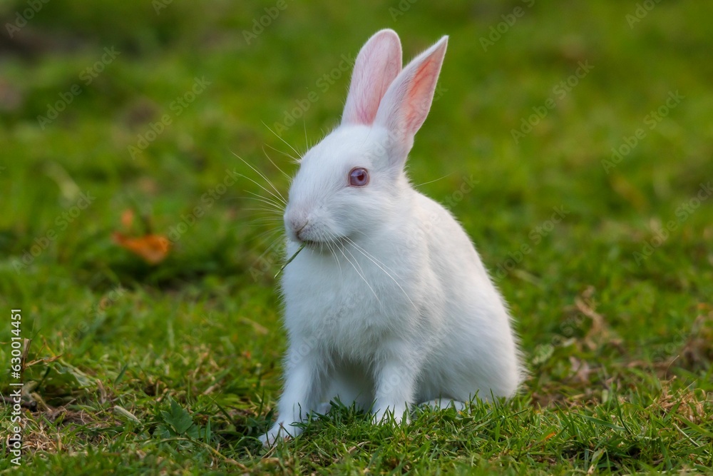 Close-up image of a white rabbit sitting in lush green grass Close-up image of a white rabbit sitting in lush green grass