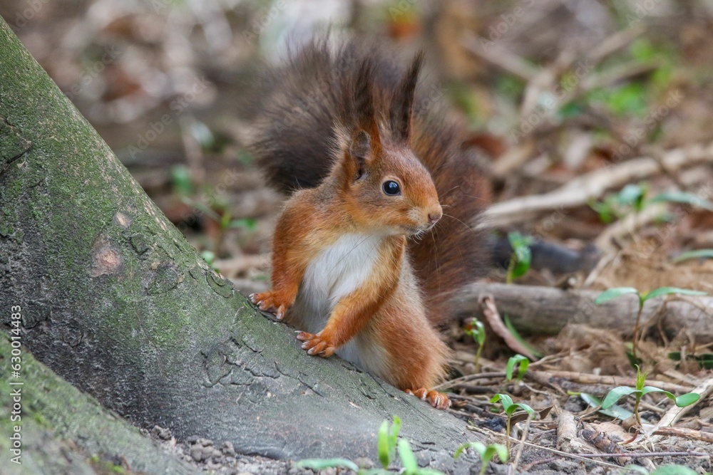 an orange squirrel standing next to some trees in the woods an orange squirrel standing next to some trees in the woods