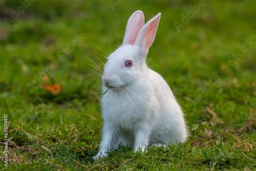 White rabbit in a meadow, nibbling on the fresh, green grass