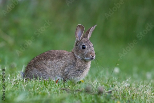 Cute brown bunny nestling in a lush green field