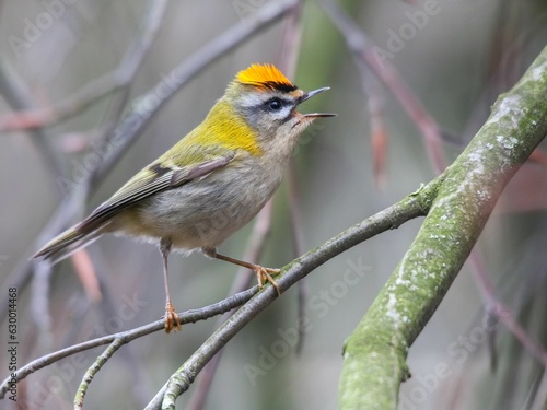 Goldcrest perched on a tree branch, gazing out into the distance