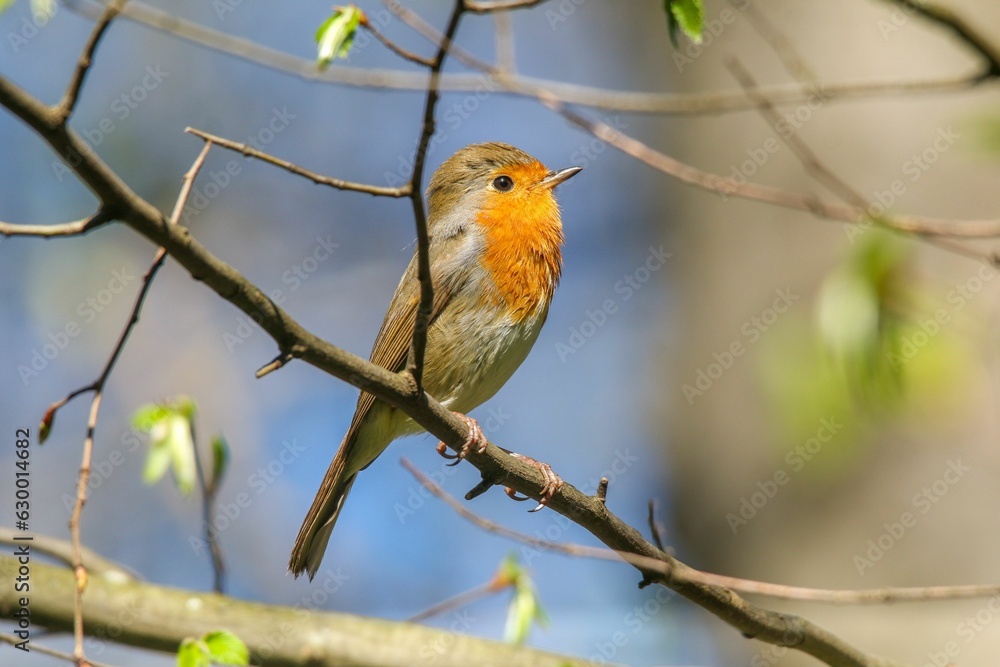 Small orange and gray songbird perched on a slender branch of a tree Small orange and gray songbird perched on a slender branch of a tree