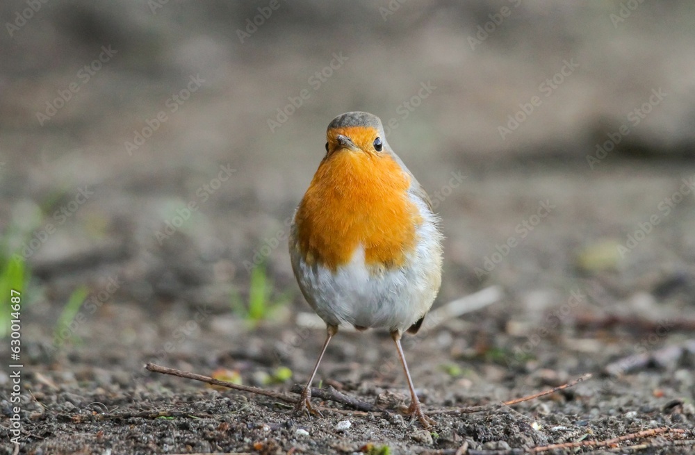 European robin perched on the ground in a natural, outdoor environment European robin perched on the ground in a natural, outdoor environment
