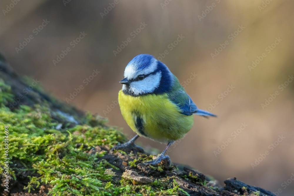 Adorable Eurasian blue tit bird perched gracefully on a mossy tree trunk Adorable Eurasian blue tit bird perched gracefully on a mossy tree trunk
