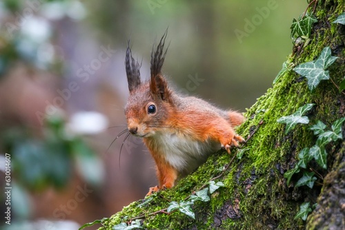 Closeup of a common squirrel  Sciurus vulgaris  on a trunk of a tree against a blurred background