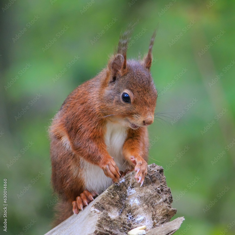 Brown squirrel perching on tree trunk Brown squirrel perching on tree trunk