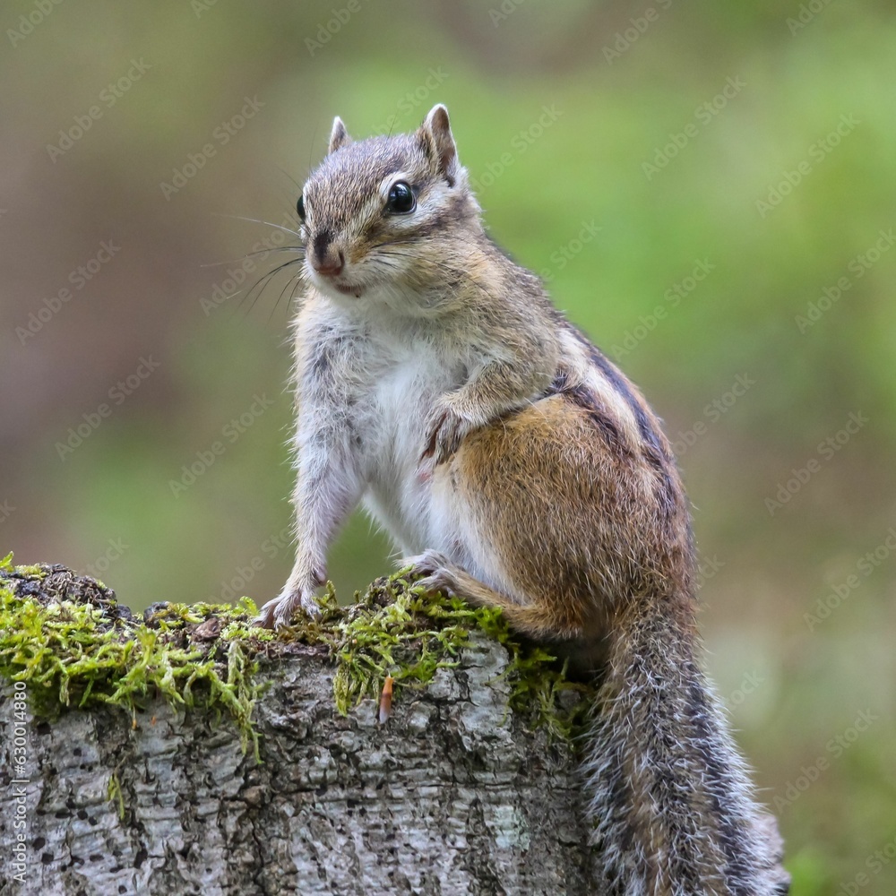 Closeup shot of a cliff chipmunk on a mossy stump. Closeup shot of a cliff chipmunk on a mossy stump.