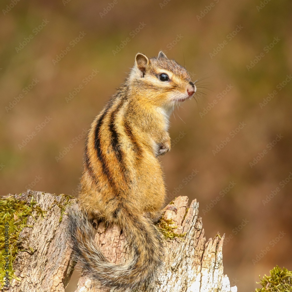 Closeup shot of an eastern chipmunk, Tamias striatus. Closeup shot of an eastern chipmunk, Tamias striatus.