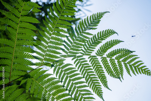 Fototapeta Naklejka Na Ścianę i Meble -  Textured and surface of Eagle fern green leaf on the camping ground. The photo is suitable to use botanical content media, environmental poster and nature background.