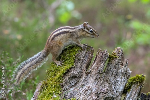 Closeup of Ground squirrel on wood
