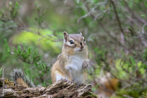 Closeup of Ground squirrel on wood © Woodhicker_shots1/Wirestock Creators