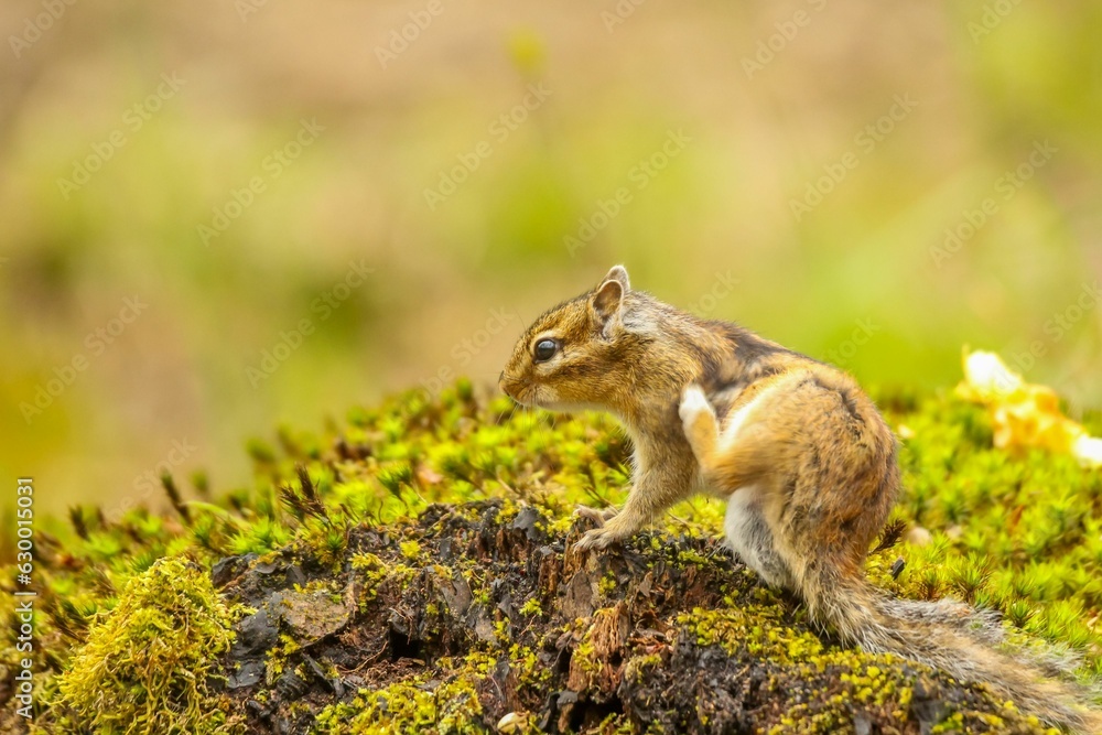 Adorable Siberian chipmunk perched atop a tree stump with a blurry background Adorable Siberian chipmunk perched atop a tree stump with a blurry background
