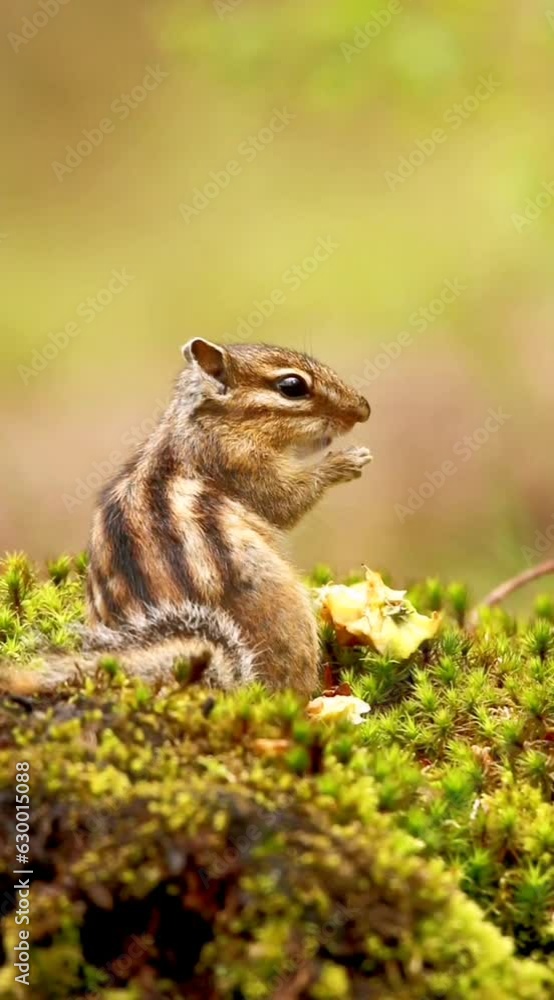 Vertical shallow-focus view of a squirrel eating a walnut on a mossy trunk