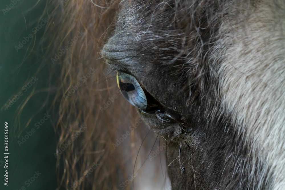 Close-up macro of a brown horse's eye with a long eyelash, framed by a black background