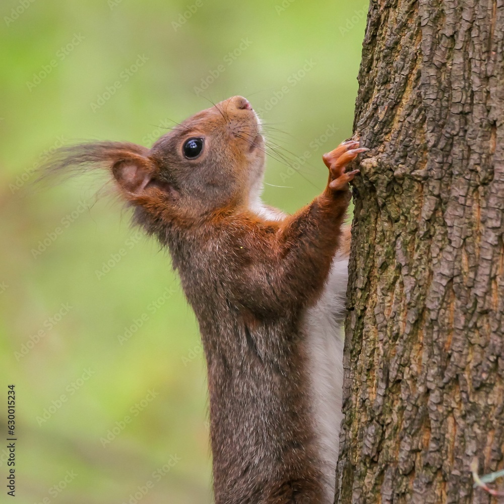 Common squirrel perched on a tree trunk surrounded by lush green ivy Common squirrel perched on a tree trunk surrounded by lush green ivy