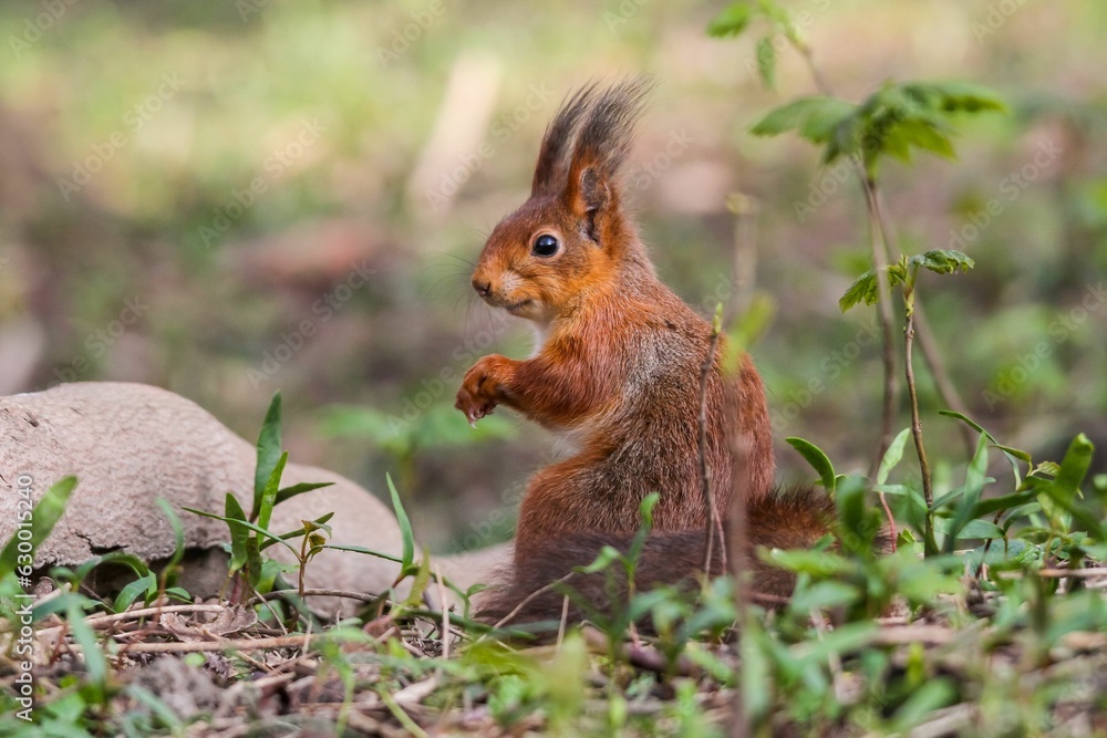 Small, red squirrel stands inquisitively on its hind legs, looking directly into the camera Small, red squirrel stands inquisitively on its hind legs, looking directly into the camera