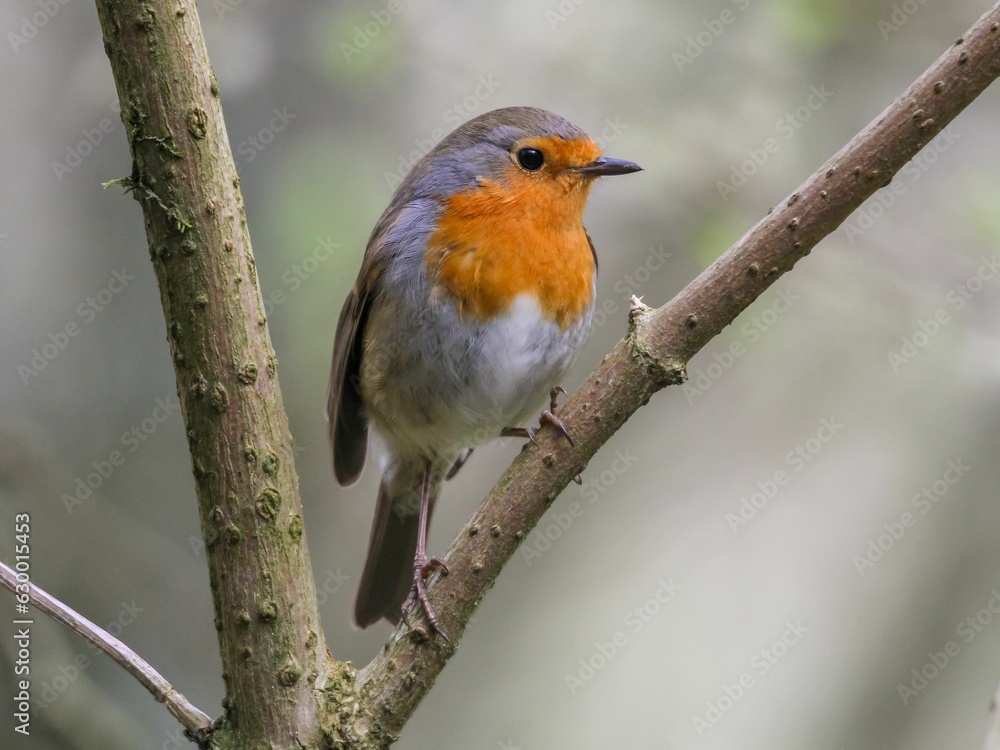 European robin bird perched on a branch in a natural outdoor setting European robin bird perched on a branch in a natural outdoor setting