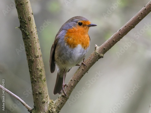 European robin bird perched on a branch in a natural outdoor setting