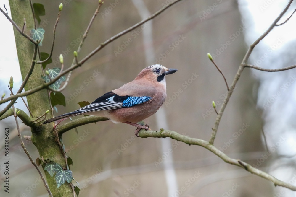 Closeup of a small Eurasian jay perched on the tree with a blurry background Closeup of a small Eurasian jay perched on the tree with a blurry background