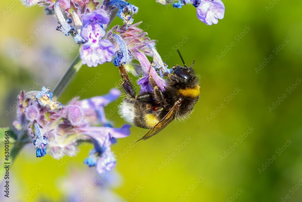 Closeup of a Buff-tailed bumblebee perched on a vibrant flower with a blurry background Closeup of a Buff-tailed bumblebee perched on a vibrant flower with a blurry background