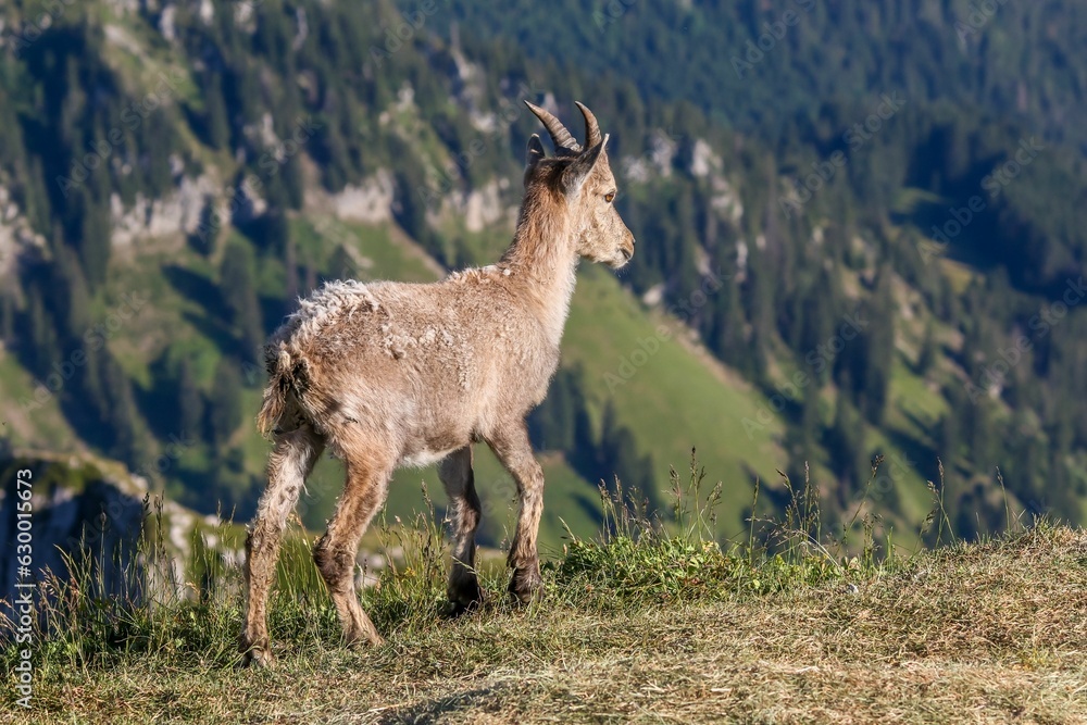 Closeup of a majestic Alpine ibex standing atop a rocky mountain crag on a sunny day Closeup of a majestic Alpine ibex standing atop a rocky mountain crag on a sunny day