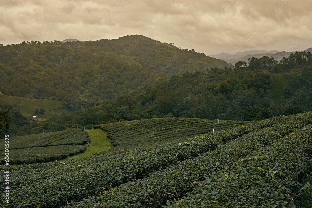 Tea Plantation at Doi Mae Salong in Chiang Rai