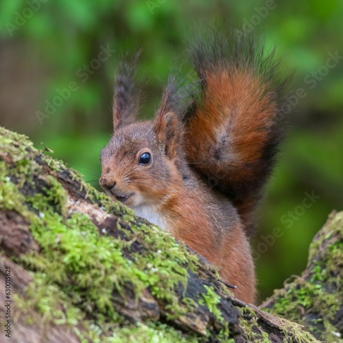 Closeup of An adorable gray squirrel perched atop a wooden log with a blurry background