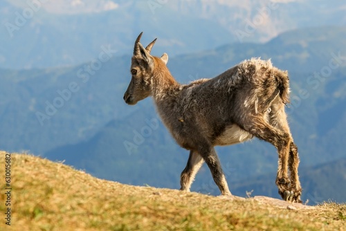 a mountain goat crossing a small hill near the mountains,