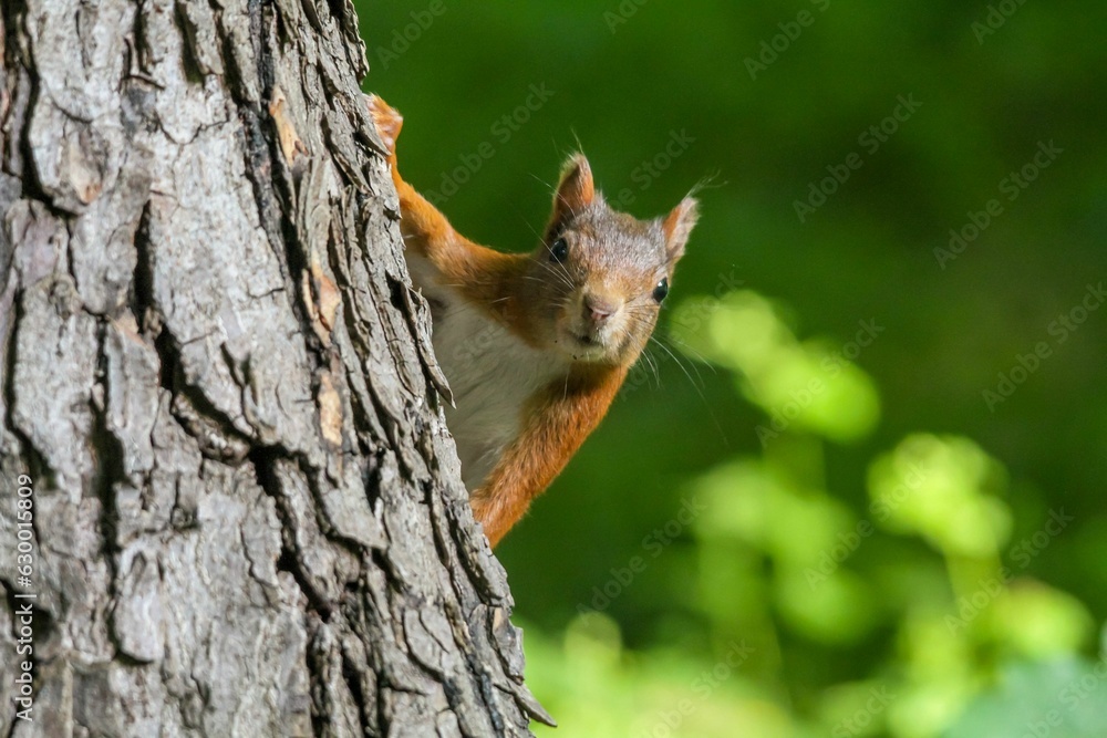 a squirrel climbs on the trunk of a tree and looks to its left a squirrel climbs on the trunk of a tree and looks to its left