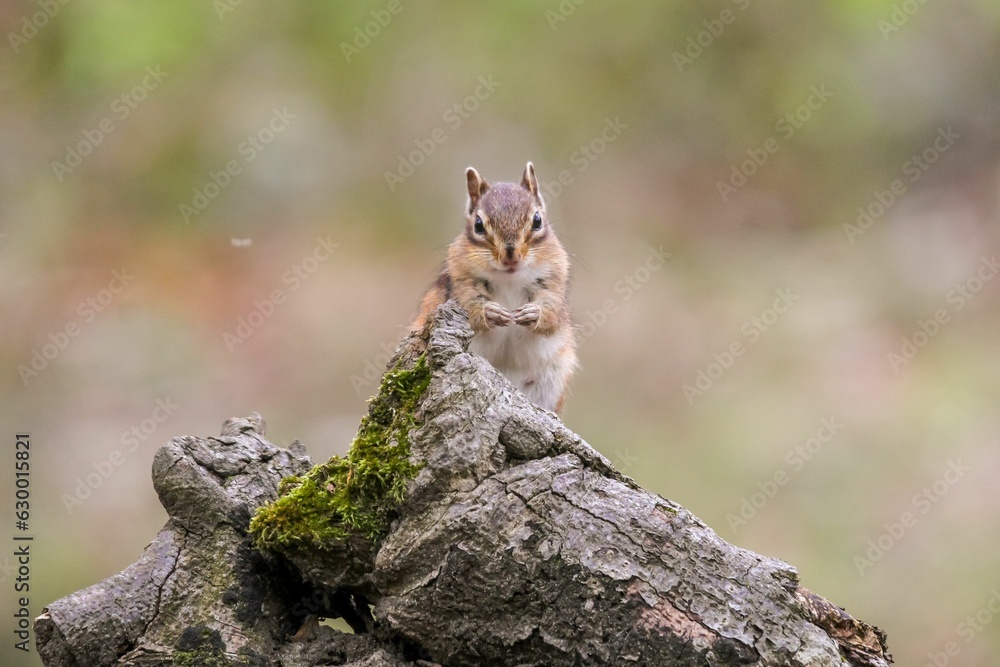 a small chippy on a tree trunk with moss covering it a small chippy on a tree trunk with moss covering it