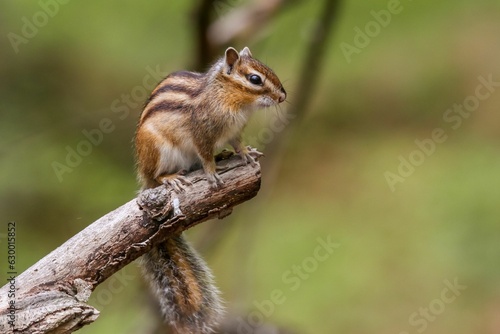 Close-up shot of a Siberian chipmunk on a tree branch, Eutamias sibiricus.