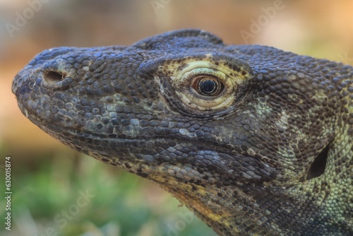Closeup shot of a Komodo dragon looking at the camera.