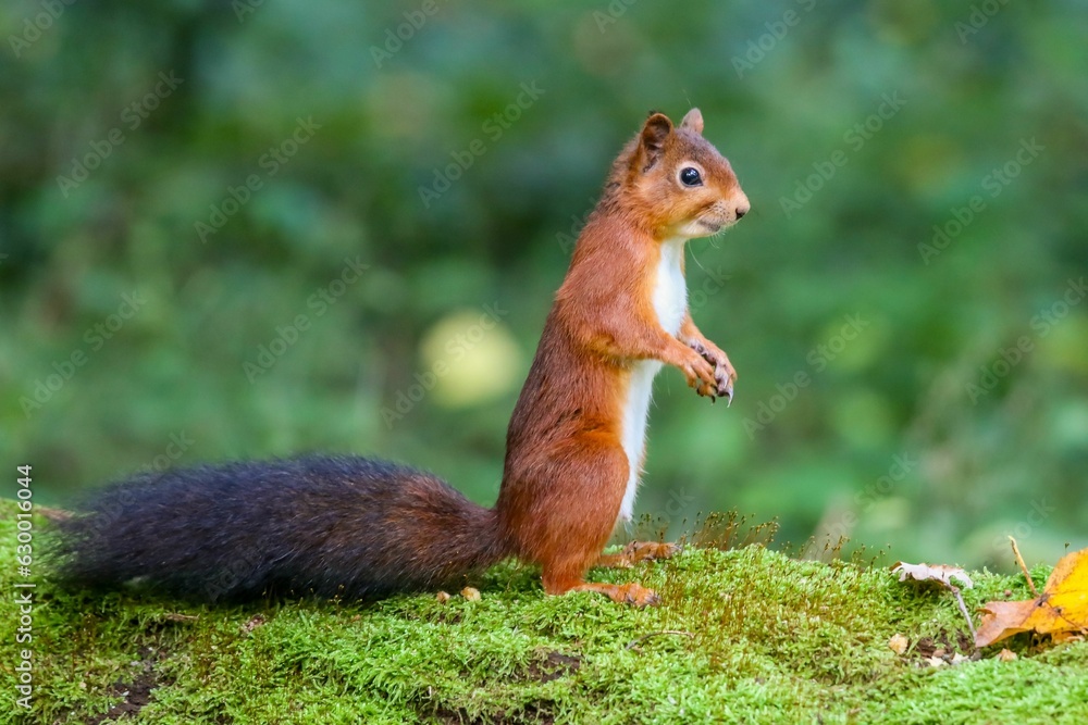 Red squirrel standing on its hind legs in a lush green wooded area Red squirrel standing on its hind legs in a lush green wooded area