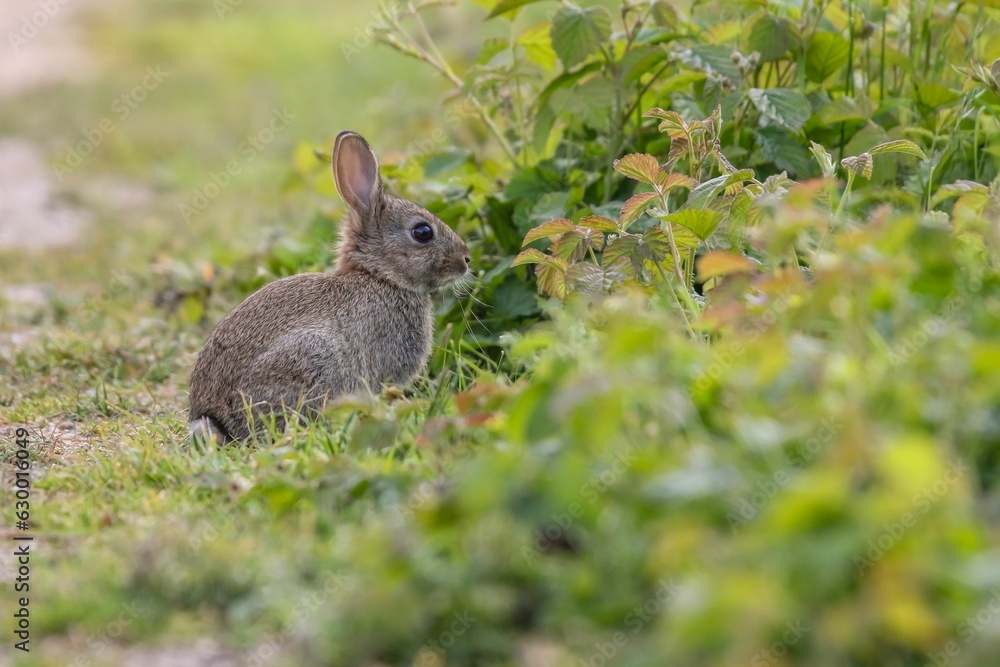 Fototapeta premium Adorable white rabbit stands in a field of lush green grass, its big floppy ears