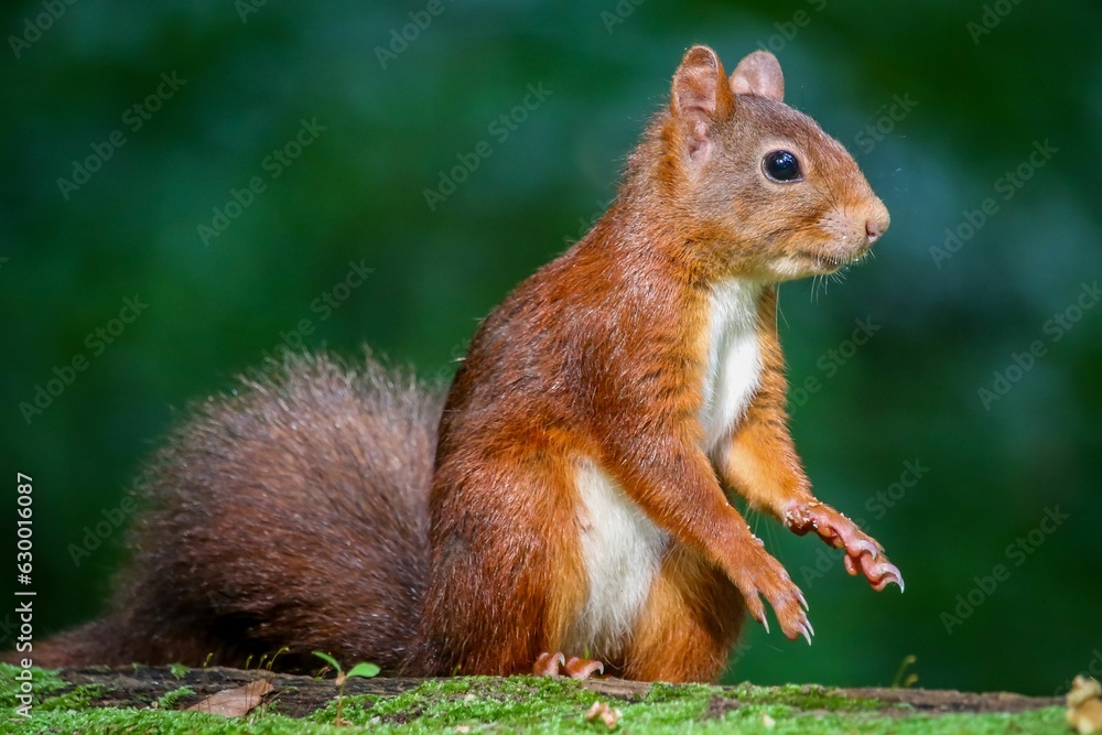 Closeup of a red squirrel standing on a green mossy log Closeup of a red squirrel standing on a green mossy log