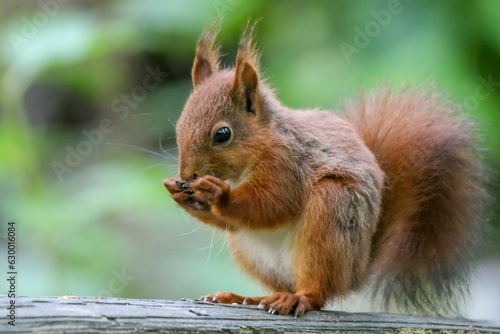 Closeup of a red squirrel standing on a log